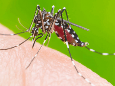 Dengue: Araranguá possui 43 focos do mosquito Aedes Aegypti