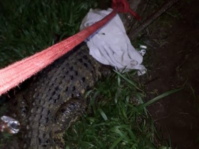 <strong>Jacaré é resgatado por bombeiros no pátio de residência em Sombrio</strong>