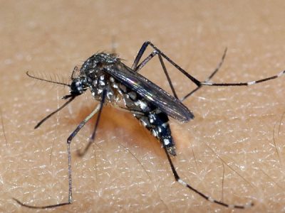 Araranguá encerra 2022 com 49 focos do mosquito da Dengue