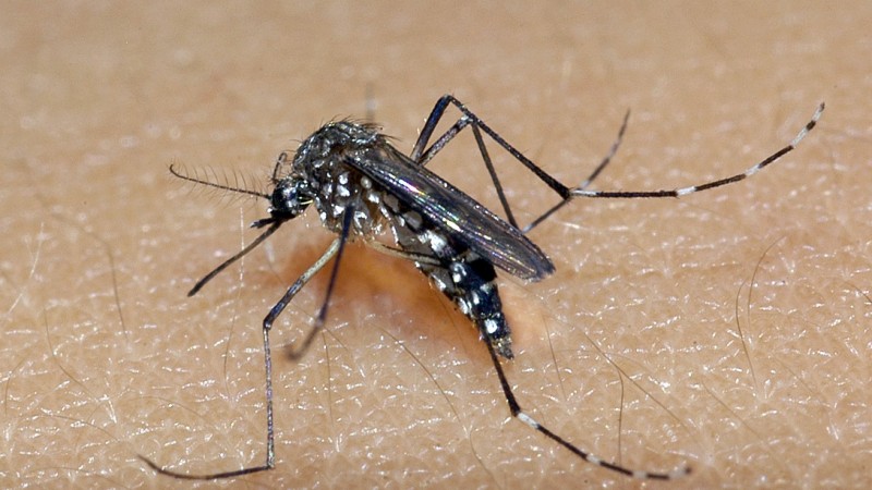 Araranguá encerra 2022 com 49 focos do mosquito da Dengue