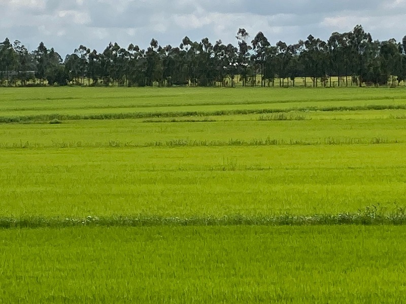 Cobrança de ICMS: arroz catarinense pode ficar mais caro, mas indústria tenta impedir