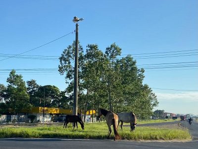 Cavalos soltos colocam motoristas em risco num dos principais acessos de Araranguá