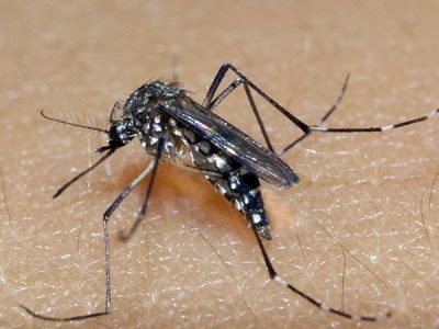 Com aumento de casos de dengue no Estado, região Sul redobra o combate ao mosquito