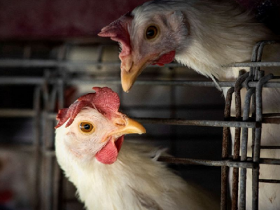 Gripe aviária detectada em ave de criação, em Maracajá, coloca autoridades em alerta