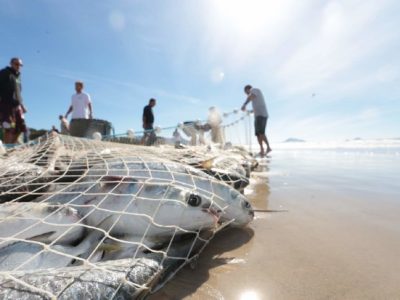 Governo alerta aos pescadores sobre períodos e cotas para captura da tainha