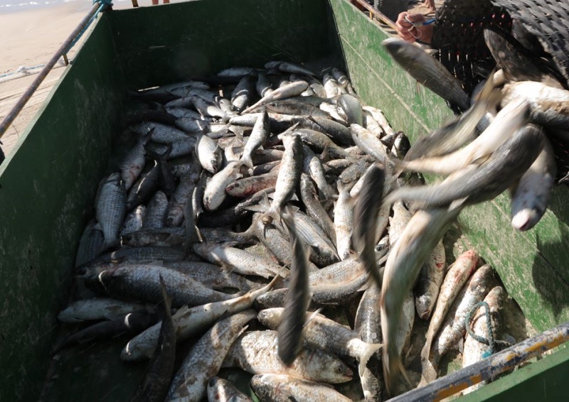 Pesca de tainha na modalidade arrasto de praia está suspensa