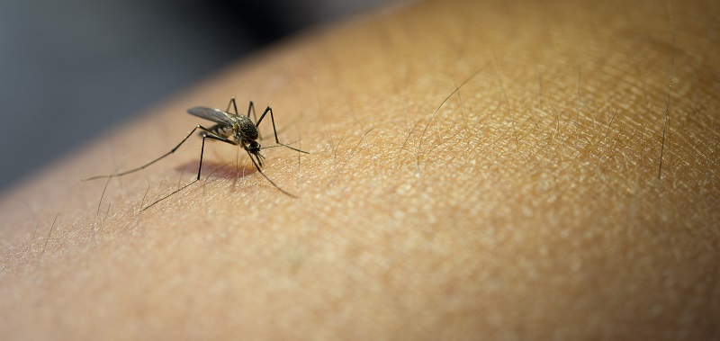 Dengue em SC: 182 mortes pela doença são confirmadas