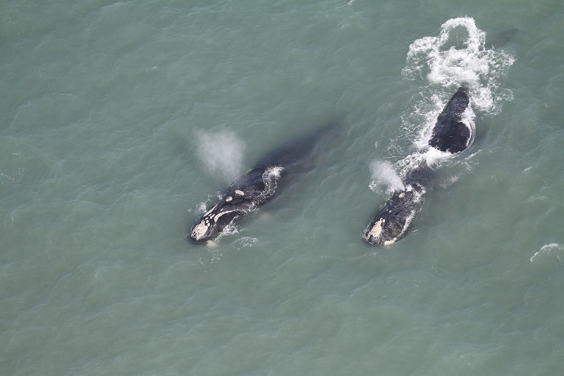 Sul de SC: 61 baleias-francas são avistadas em sobrevoo de monitoramento, quatro em Araranguá
