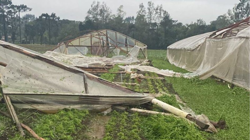 Agricultura de Araranguá acumula prejuízo milionário ocasionado pelas fortes chuvas
