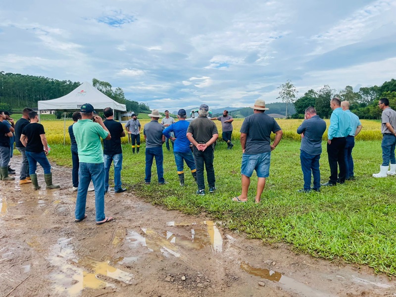 Dia de Campo destaca sustentabilidade e produtividade nas cultivares de arroz da Epagri