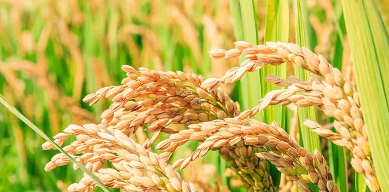 Certificação de sementes de arroz: garantia de qualidade e conformidade na produção agrícola