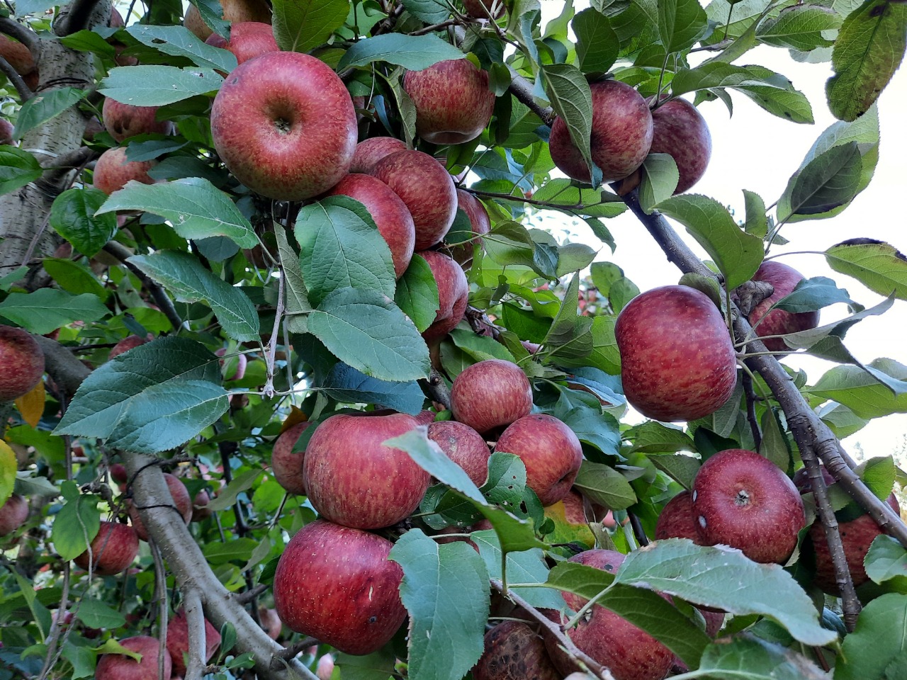 Líder nacional na produção de maçãs, Santa Catarina é destaque pela qualidade e sanidade dos pomares
