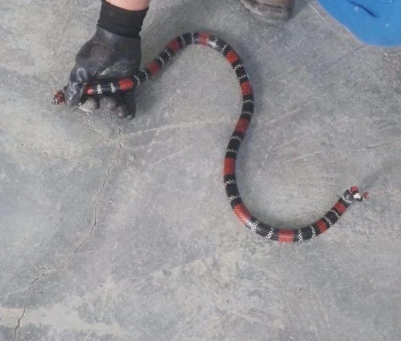 Servidores do Samae encontram cobra coral em Araranguá