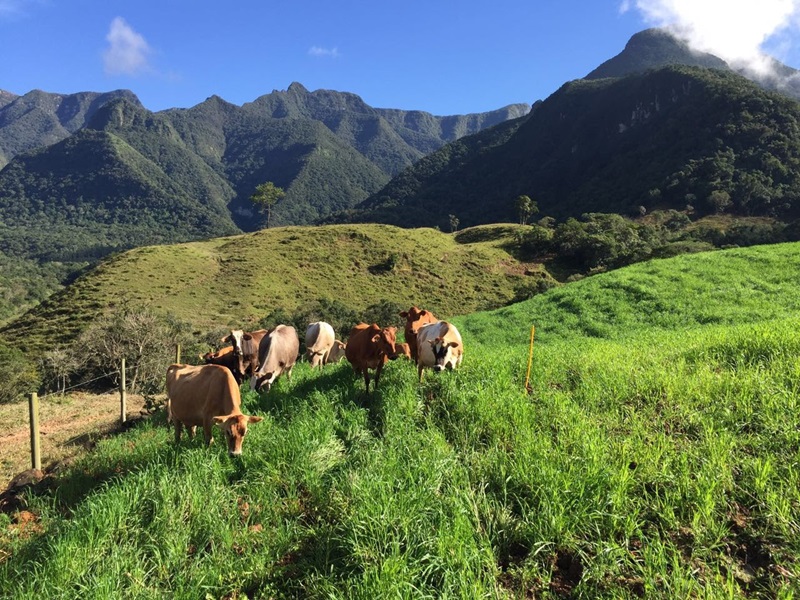 Expansão da pecuária é destaque em Lauro Müller, diz técnico da Epagri