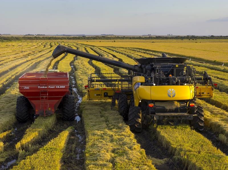 Produção de arroz é destaque em manejo e pesquisa em Santa Catarina