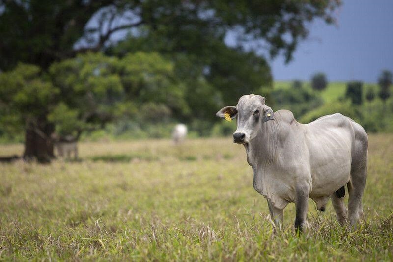 Preço do Boi Gordo chega a R$ 330/arroba, segundo Cepea