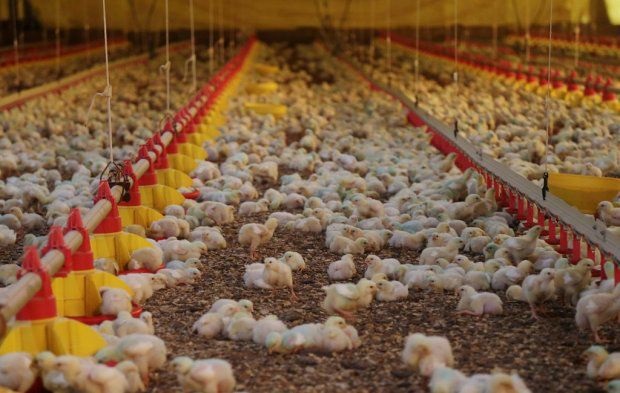 Preços do frango sobem no atacado com expectativa de cotações firmes para os próximos dias