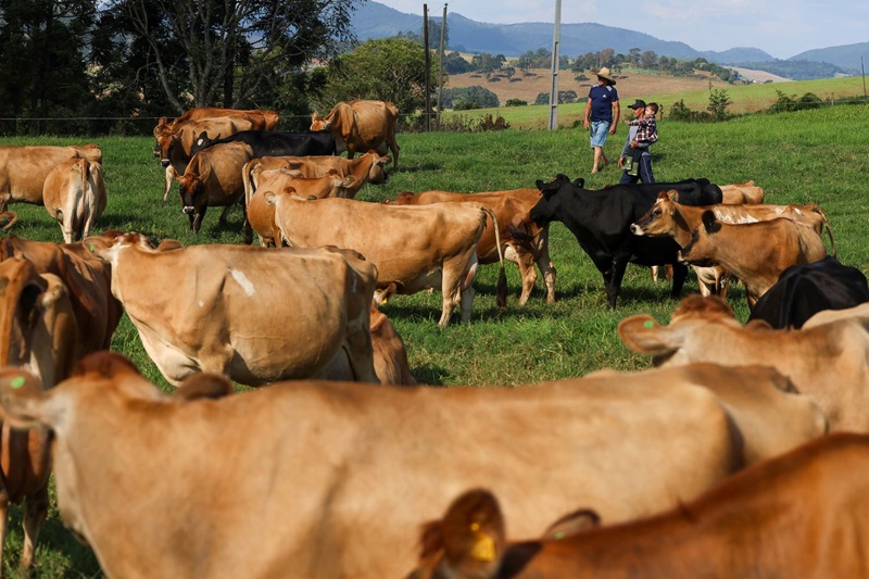 Santa Catarina registra aumento na produção de leite e ovos em 2023