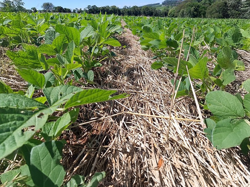 Dia Nacional do Plantio Direto: compromisso com a sustentabilidade e o futuro do Agro