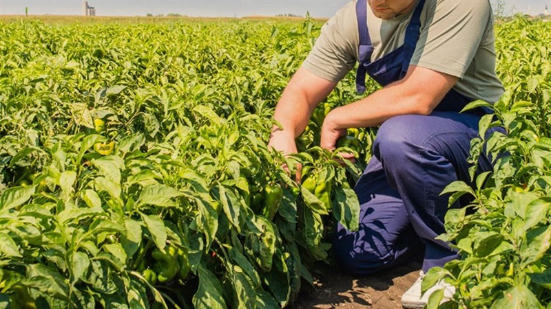 A valorização do produtor rural e o papel da educação técnica na sustentabilidade do agronegócio brasileiro