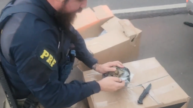 Maior apreensão da história: casal é preso transportando quase 100 kg de haxixe, na BR-101, em São João do Sul