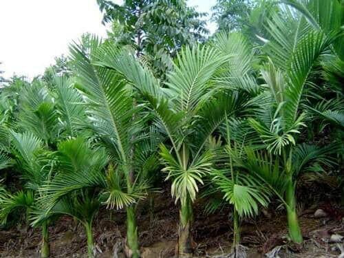 Secretaria da Agricultura e Pecuária lança Câmara Setorial das Palmeiras Cultivadas