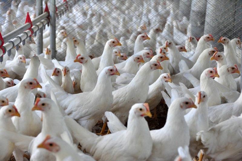 Exportação catarinense de carne de frango alcança melhor resultado dos últimos cinco anos