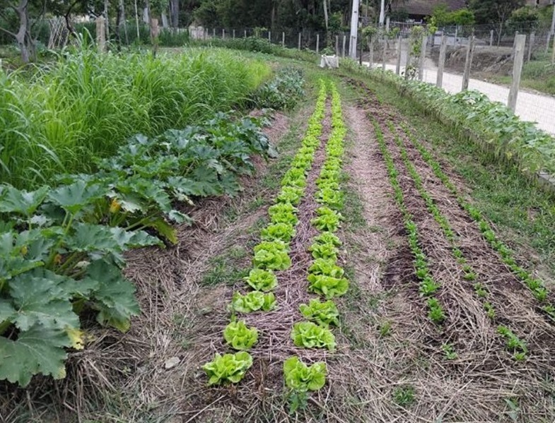 Dia de Campo abordou agricultura orgânica no último sábado em Santo Amaro da Imperatriz 