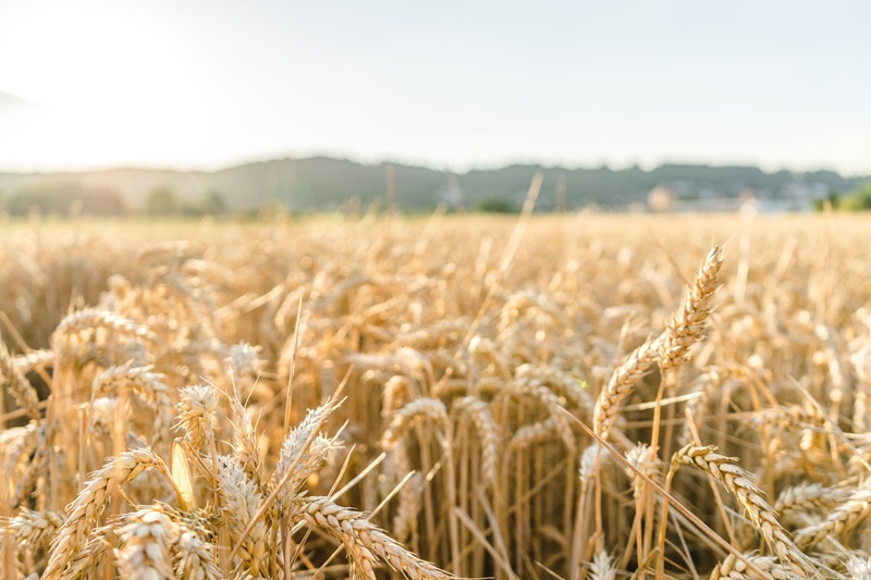 Produção de trigo em SC deve crescer 40,8% na safra 2024/2025, apesar da redução de área plantada