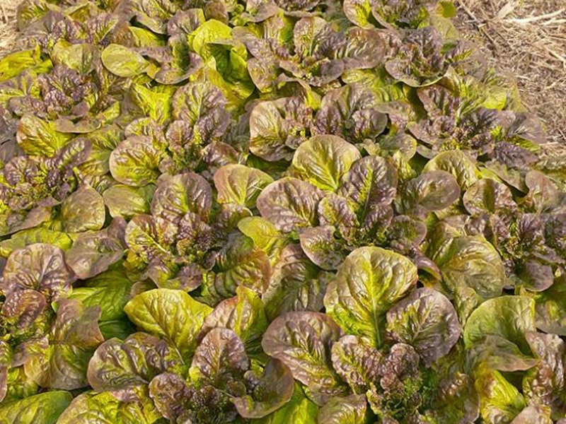 Governo do Estado amplia valorização dos alimentos orgânicos com nova regulamentação