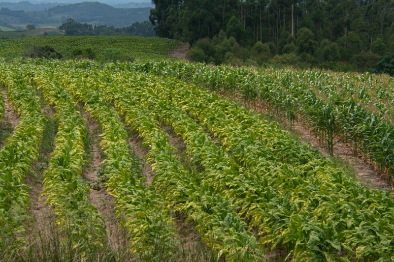Secretaria da Agricultura e Pecuária reativa Câmara Setorial do Tabaco em Santa Catarina