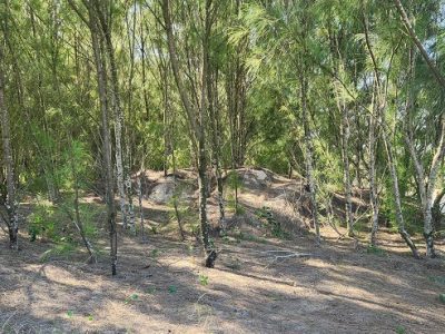 Casuarina: espécie exótica invasora prejudica o ecossistema