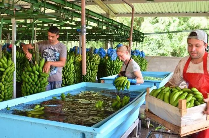 Produtores catarinenses temem impacto “estrondoso” com importação de bananas do Equador