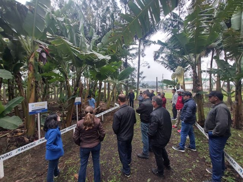 Jacinto Machado sedia 2º Encontro Regional de Bananicultores do Sul Catarinense