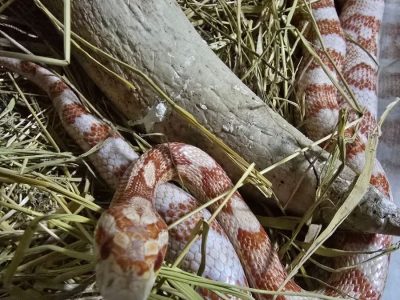 GAECO e Polícia Militar Ambiental deflagram Operação em ação nacional de combate a crimes contra a fauna