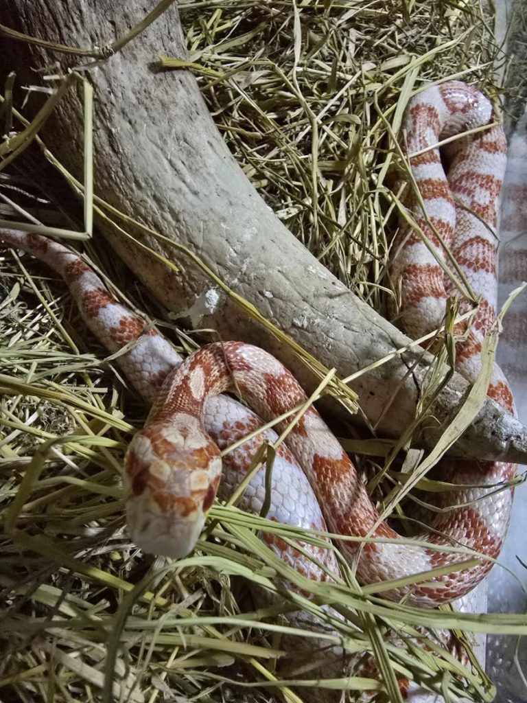 GAECO e Polícia Militar Ambiental deflagram Operação em ação nacional de combate a crimes contra a fauna