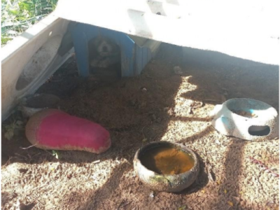 Homem que mantinha cães em situação deplorável é preso por maus tratos a animais em São João do Sul