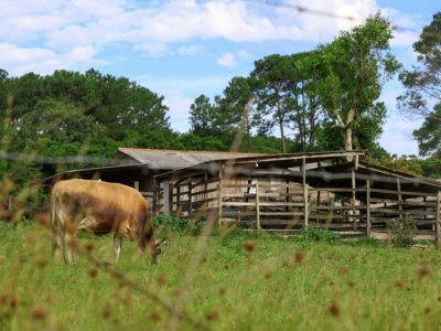 Crimes contra o agronegócio reduzem 9% em Santa Catarina no primeiro quadrimestre de 2026