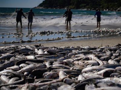Safra da tainha em Santa Catarina ultrapassa 200 toneladas capturadas