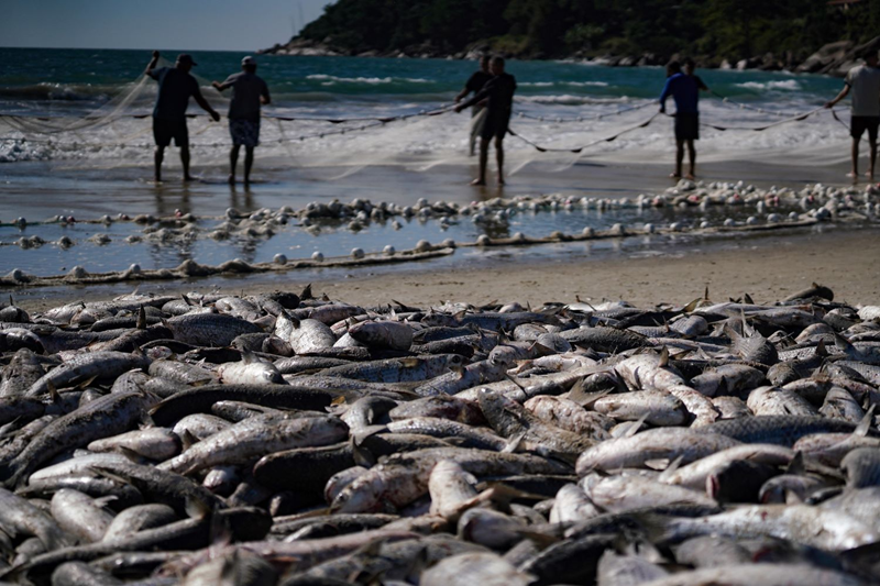 Safra da tainha em Santa Catarina ultrapassa 200 toneladas capturadas