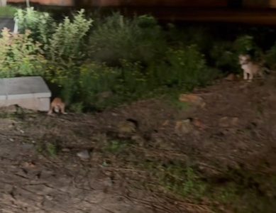 FAMA anuncia que responsável por abandonar 8 filhotes de cachorro em Araranguá poderá ser multado em até R$ 50 mil