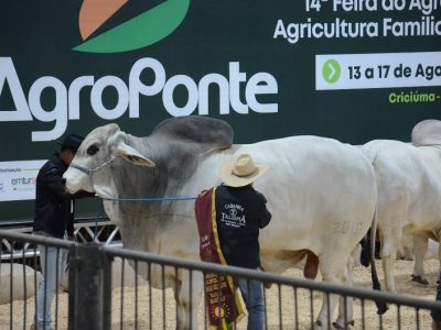 Sanidade animal é prioridade na Feira AgroPonte e garante segurança para visitantes e expositores