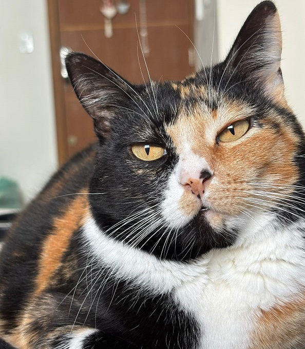 Prefeitura de Sombrio abre agendamentos para novo mutirão de castração e microchipagem de cães e gatos