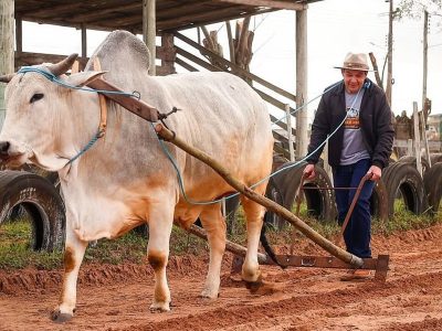 São João do Sul prepara 2ª Festa do Carro de Boi com tradição, cultura e atrações para toda a região