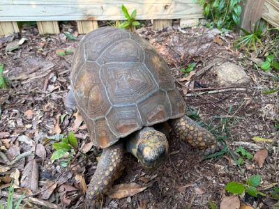Jabuti de 27 anos ganha novo lar no Belinzoni Dino Parque, em Araranguá