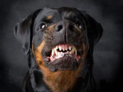 Cão ataca e morde menino que ia para escola em Sombrio