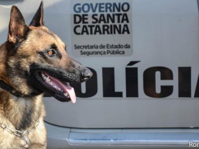 Polícia aprende maconha e mais 260 porções de cocaína em terreno baldio do Jardim Cibele