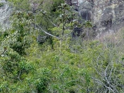 Bombeiros resgatam cão em paredão no interior de Santa Rosa do Sul