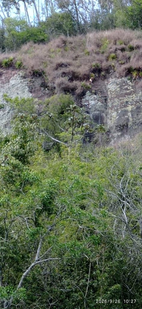 Bombeiros resgatam cão em paredão no interior de Santa Rosa do Sul