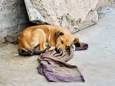 Cães soltos preocupam moradores de Araranguá; prefeito anuncia R$ 1 milhão para castrações e cobra solução para o problema